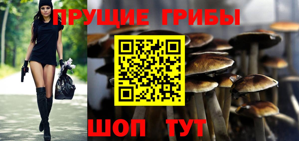 Псилоцибиновые грибы Psilocybe Зеленокумск